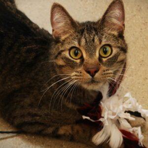Paws and Claws Humane Society – Humane Society shelter for dogs and cats in Rochester Minnesota. Paws and Claws Humane Society – Humane Society shelter for dogs and cats in Rochester Minnesota.