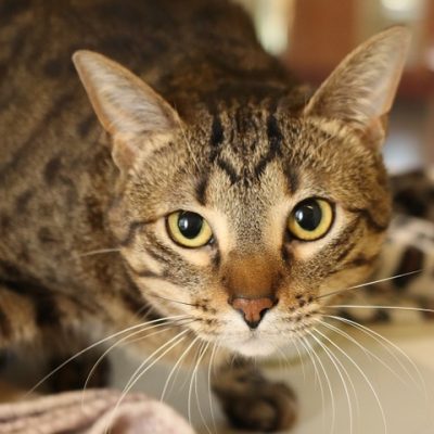 2026-05-15 Angelica Featured Cat