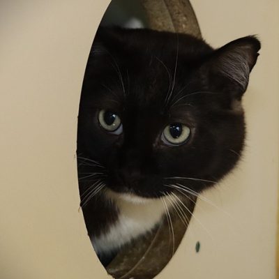2026-05-15 Arya Featured Cat