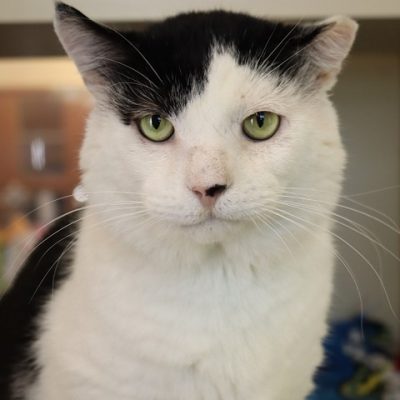 2026-05-15 Barney Featured Cat