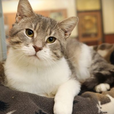2026-05-15 Beau Featured Cat