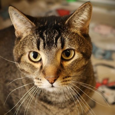 2026-05-15 Chevy Featured Cat