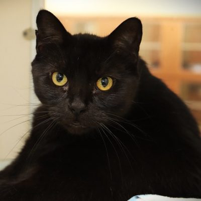 2026-05-15 Connie Featured Cat