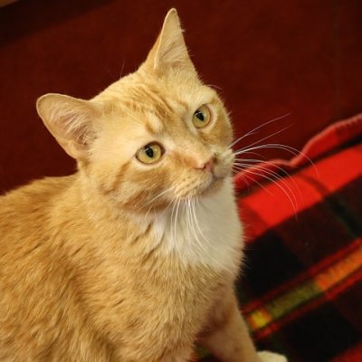 2026-05-15 Earl Featured Cat