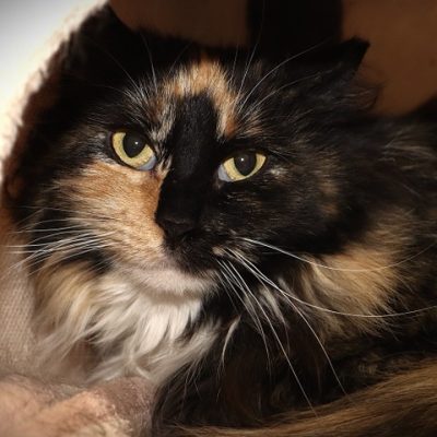 2026-05-15 Fluffy Featured Cat