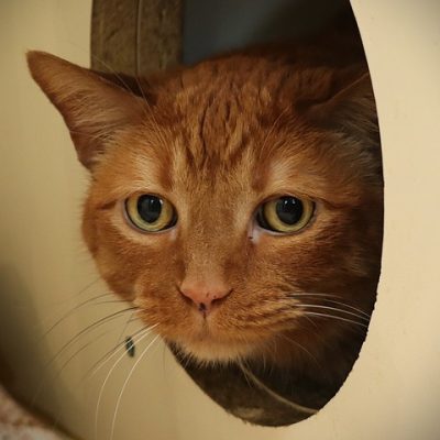 2026-05-15 Fredrick Featured Cat