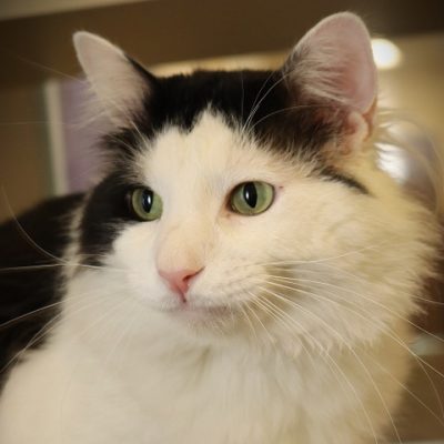 2026-05-15 George Featured Cat