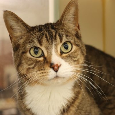 2026-05-15 Gizmo Featured Cat