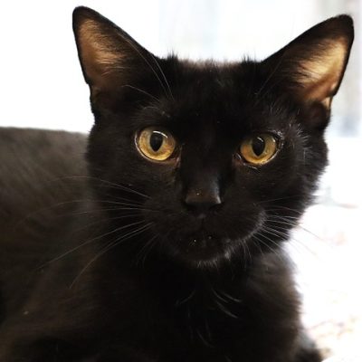 2026-05-15 Ida Featured Cat