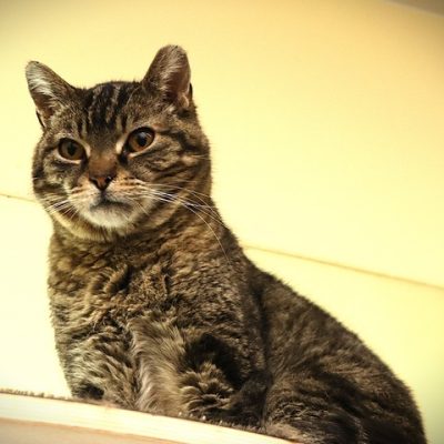 2026-05-15 Kevin Featured Cat