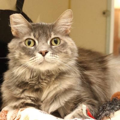 2026-05-15 Maxine Featured Cat