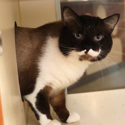 2026-05-15 Oreo Featured Cat