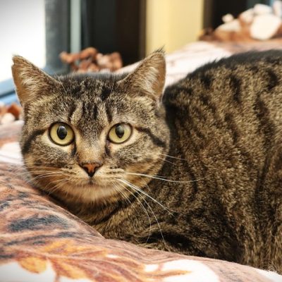 2026-05-15 Orla Featured Cat