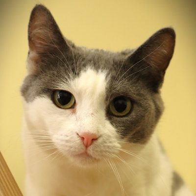 2026-05-15 Shirl Featured Cat