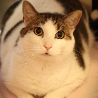 2026-05-15 Thomas Featured Cat