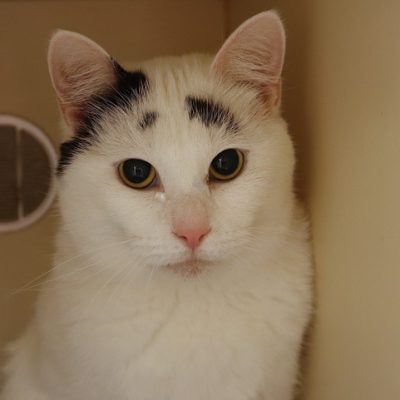 2026-05-15 Valentina Featured Cat