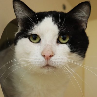 2026-05-15 Wilfred Featured Cat